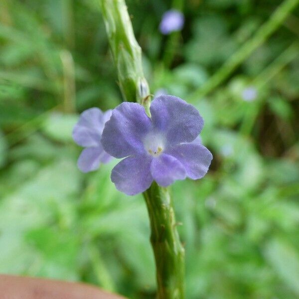 Stachytarpheta urticifolia Flor