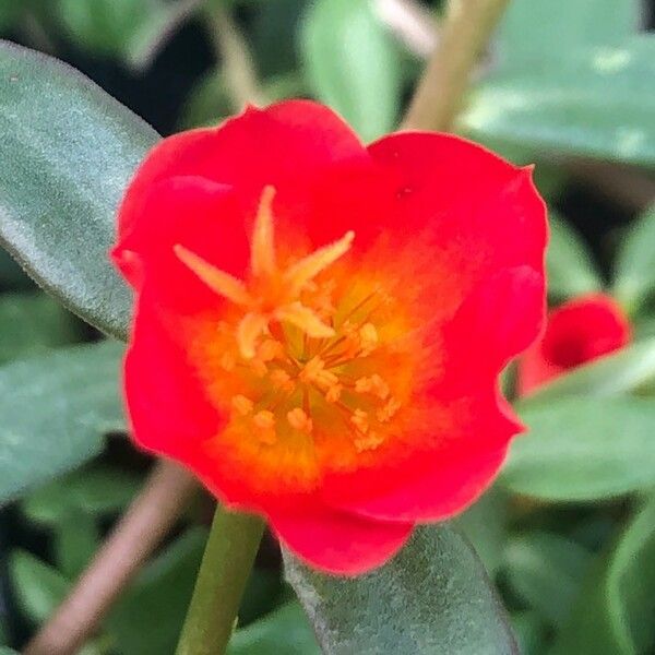 Portulaca umbraticola Flor