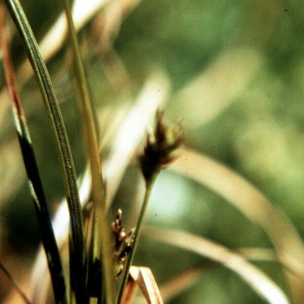 Carex nigromarginata Plod