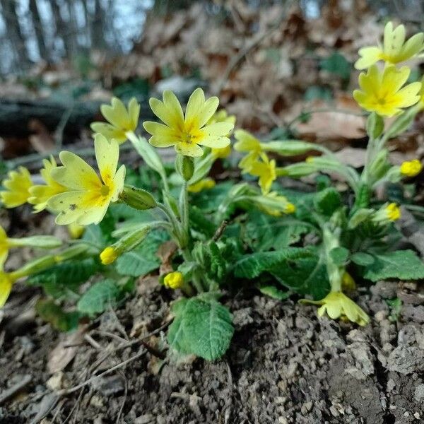 Primula × polyantha ᱛᱟᱦᱮᱸ