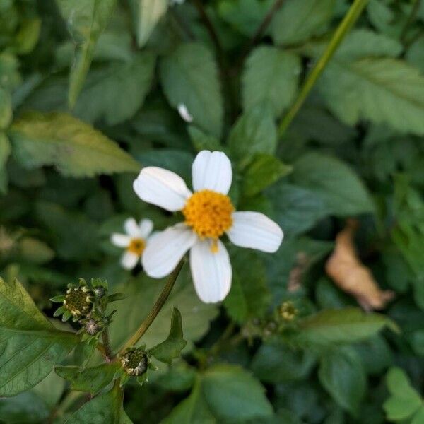 Bidens alba പുഷ്പം