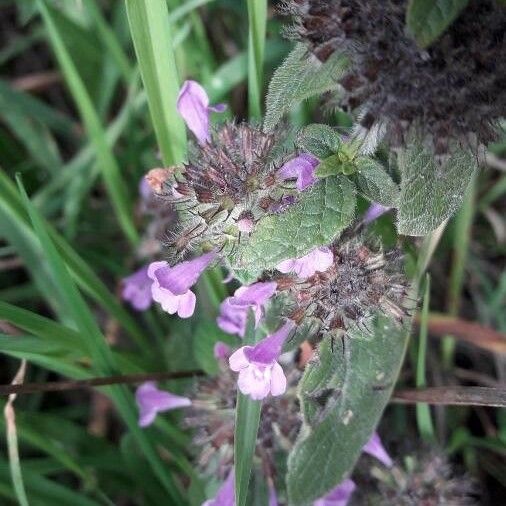 Clinopodium vulgare 花