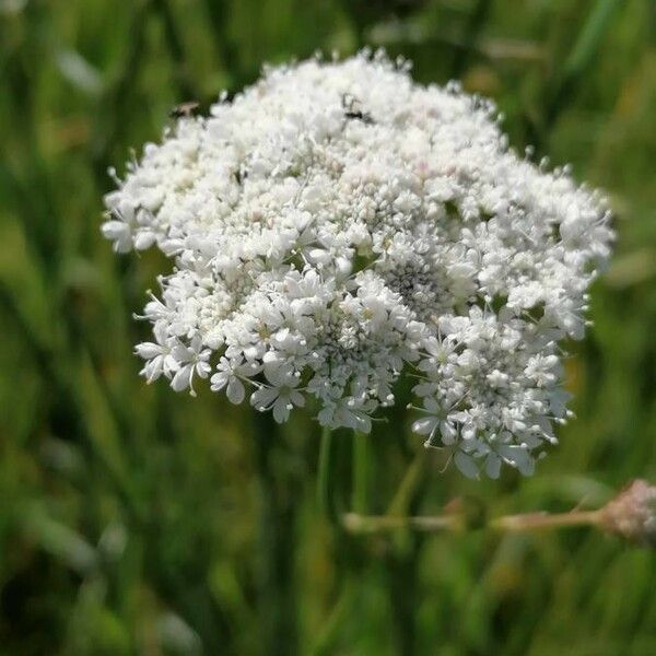 Oenanthe silaifolia Kukka