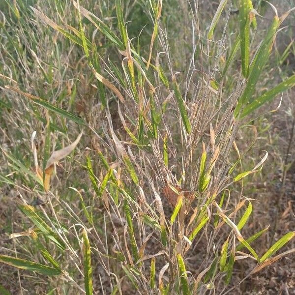 Arundinaria gigantea Агульны выгляд