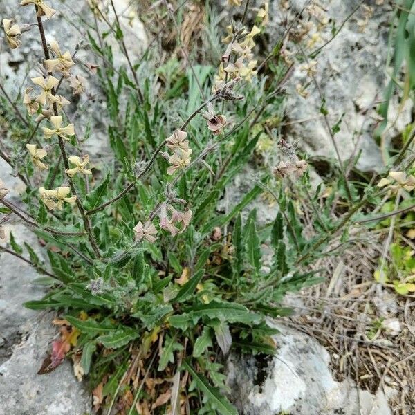 Hesperis laciniata 整株植物