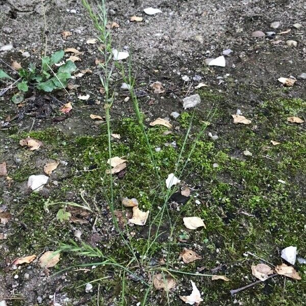 Festuca bromoides 葉