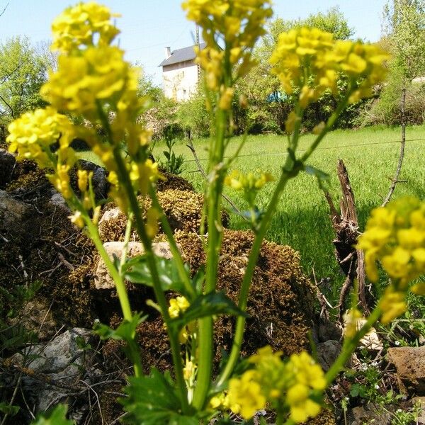 Barbarea stricta Bloem