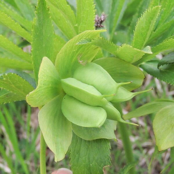 Helleborus viridis Fruto