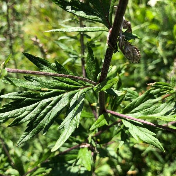 Artemisia vulgaris Fuelha