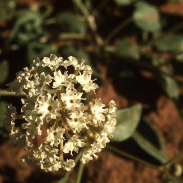 Abronia fragrans Fruit