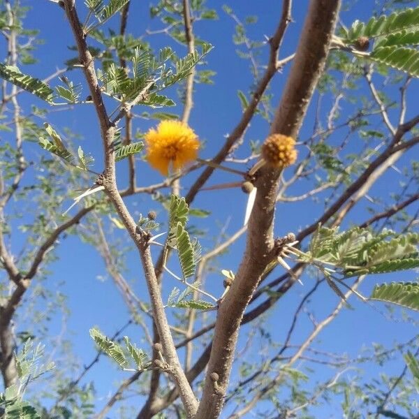 Vachellia farnesiana Fiore