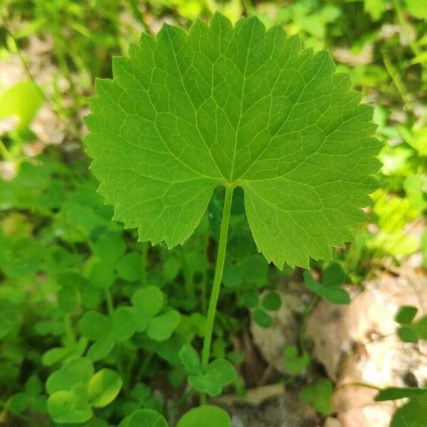 Ranunculus cassubicus Leaf