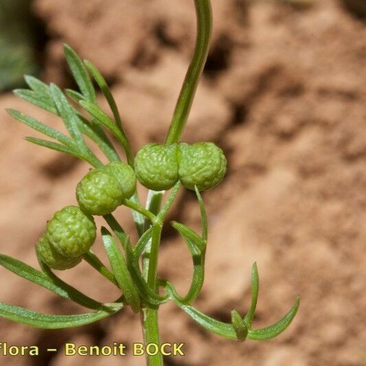 Bifora testiculata Fruit