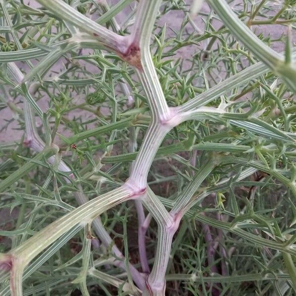 Echinophora spinosa Corteccia