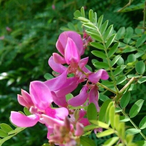 Indigofera tinctoria Flower