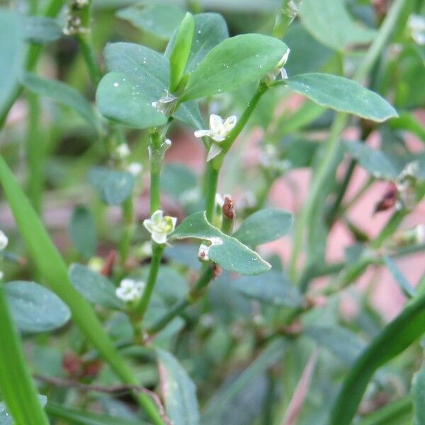 Polygonum aviculare Агульны выгляд