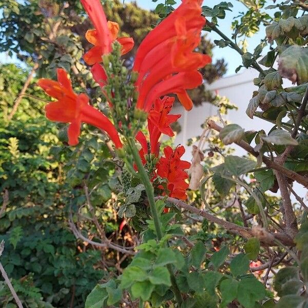 Tecomaria capensis Flower