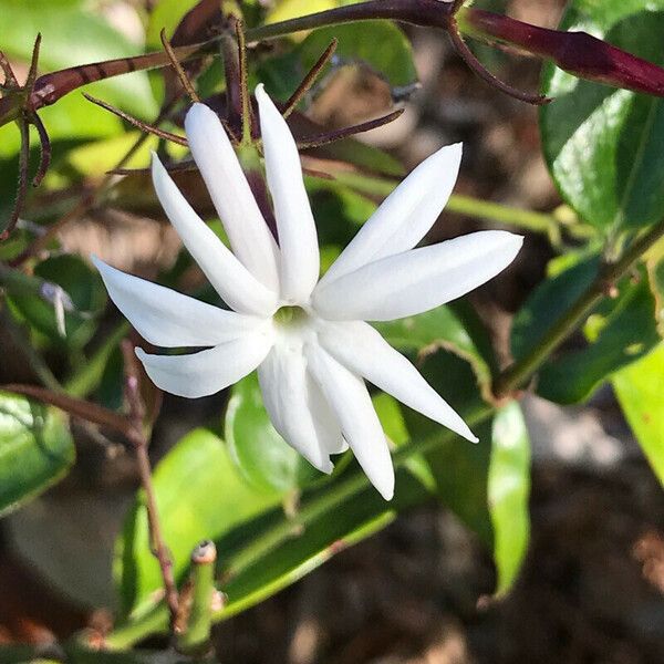 Jasminum laurifolium Floro