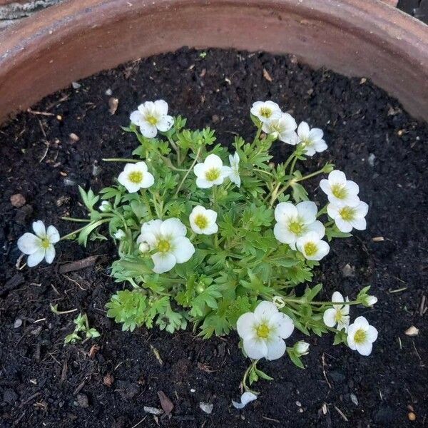 Saxifraga rosacea Кветка