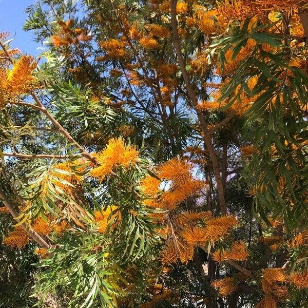 Grevillea robusta Kwiat