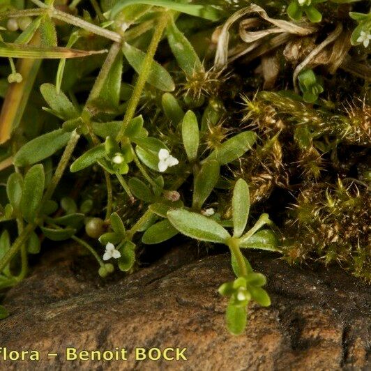 Galium trifidum Celota