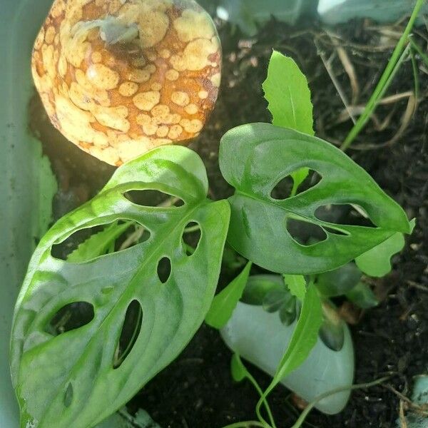 Monstera adansonii Feuille