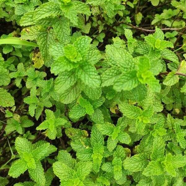 Mentha × rotundifolia Leaf