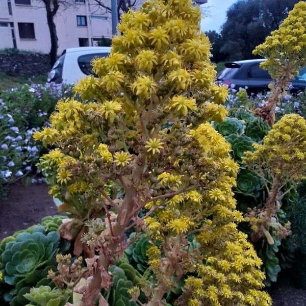 Aeonium arboreum 花