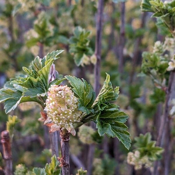 Ribes alpinum Lorea