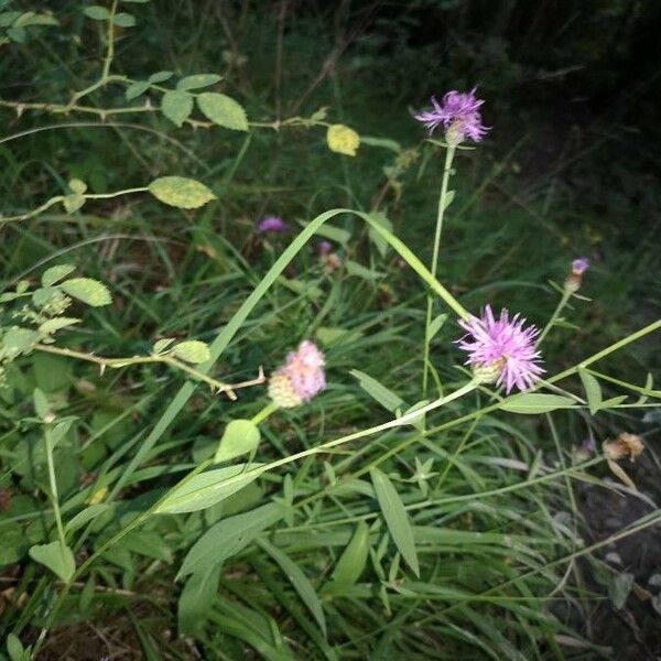 Centaurea jacea Blomst