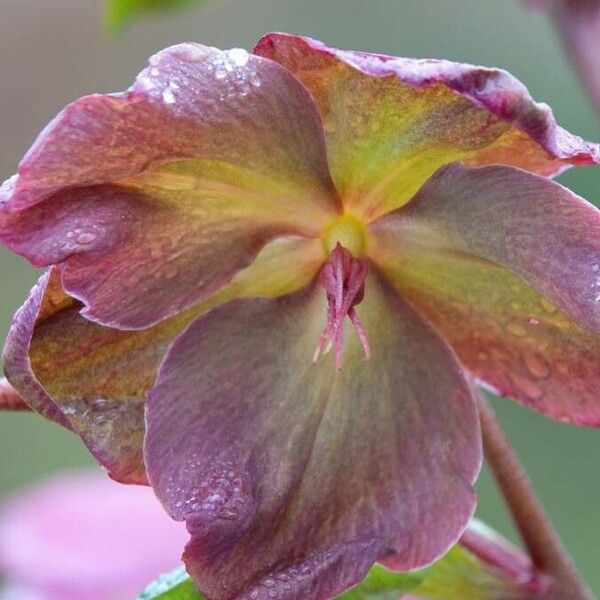 Helleborus orientalis Blomst