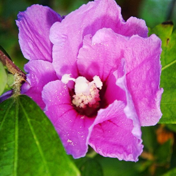 Hibiscus syriacus Fiore