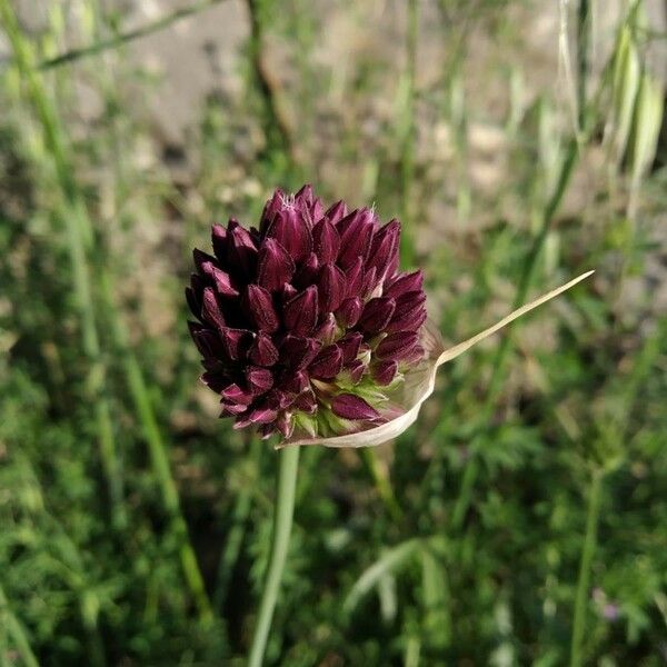 Allium rotundum ফুল