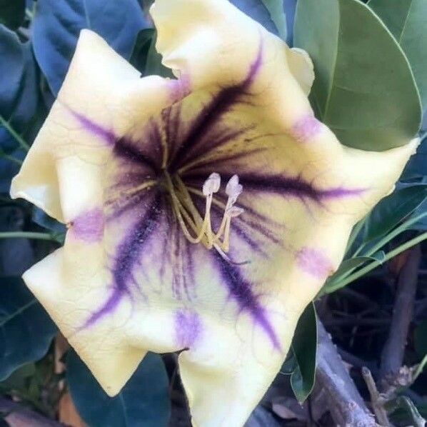 Solandra maxima Blodyn