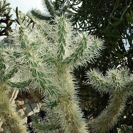 Cylindropuntia imbricata 葉