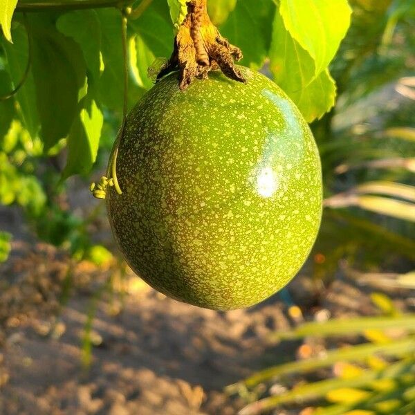 Passiflora edulis Frucht