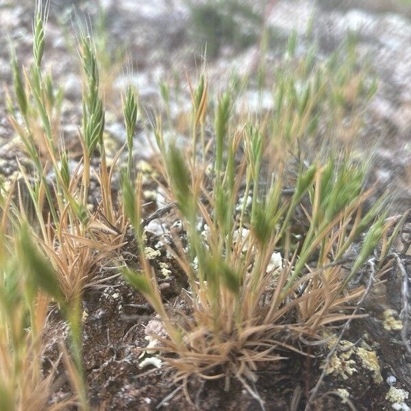 Brachypodium distachyon Kvet