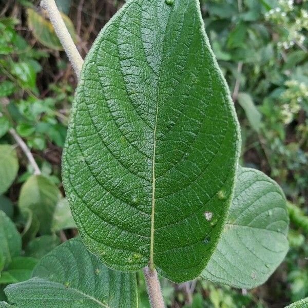 Tournefortia hirsutissima Leaf