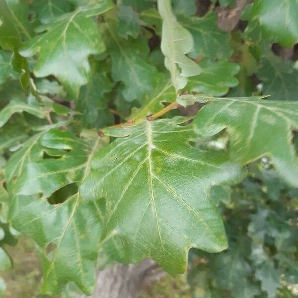 Quercus garryana Fuelha