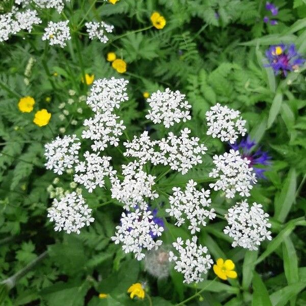 Chaerophyllum hirsutum Flower