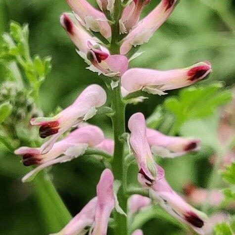 Fumaria muralis Flower