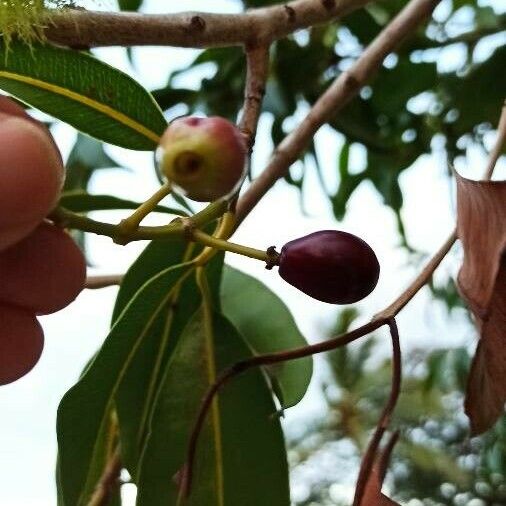 Syzygium cumini Hedelmä