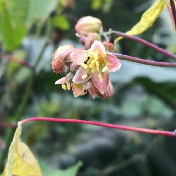 Manihot esculenta Flower