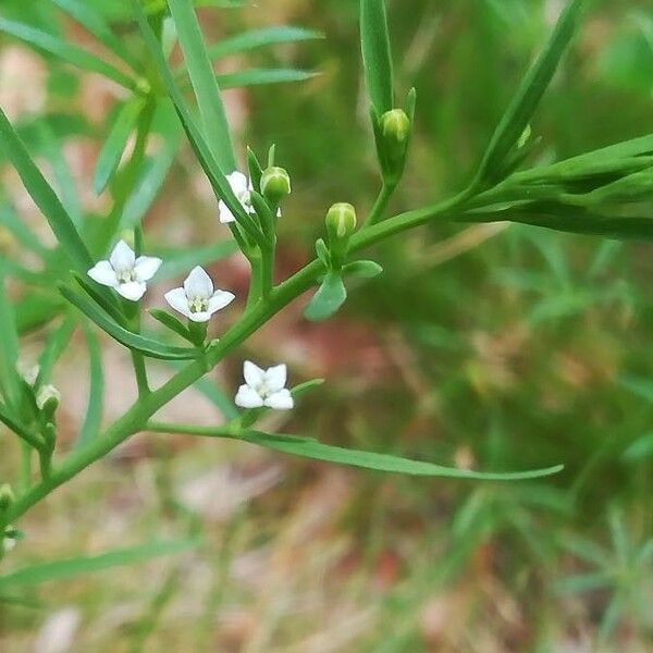 Thesium alpinum Floare