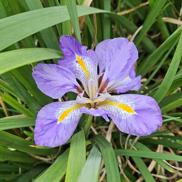 Iris unguicularis പുഷ്പം