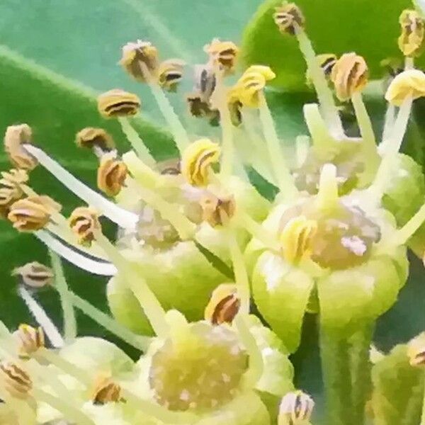 Hedera helix Cvet