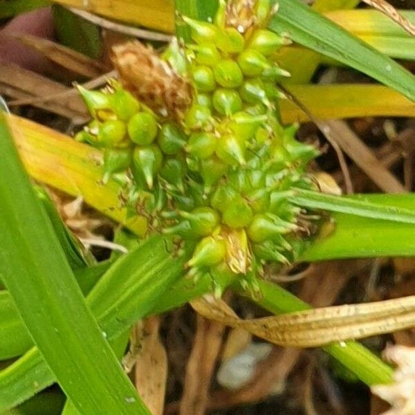 Carex oederi Fruit