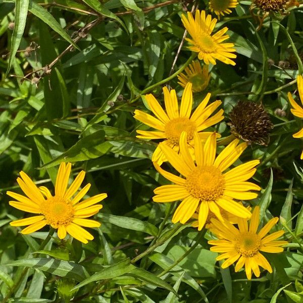 Buphthalmum salicifolium 花