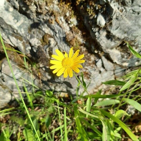 Buphthalmum salicifolium Λουλούδι