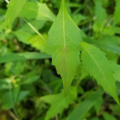 Lycopus virginicus Leaf